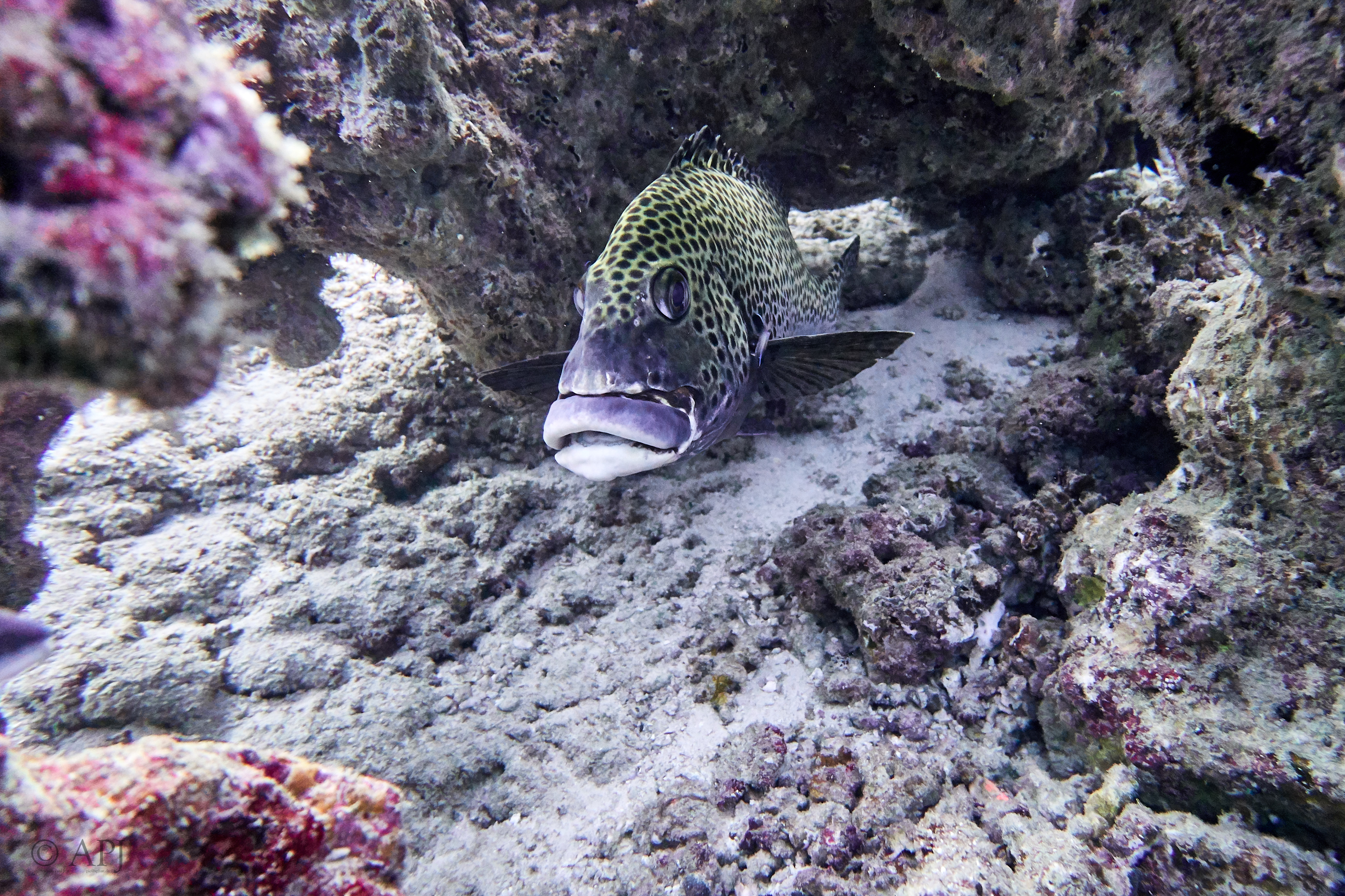 002050 16 08 17  Canon PowerShot G7 X Mark II   Malediven2017